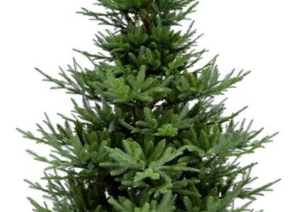 Ekvip Choinka 210 Cm 021810