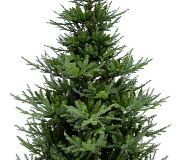 Ekvip Choinka 210 Cm 021810
